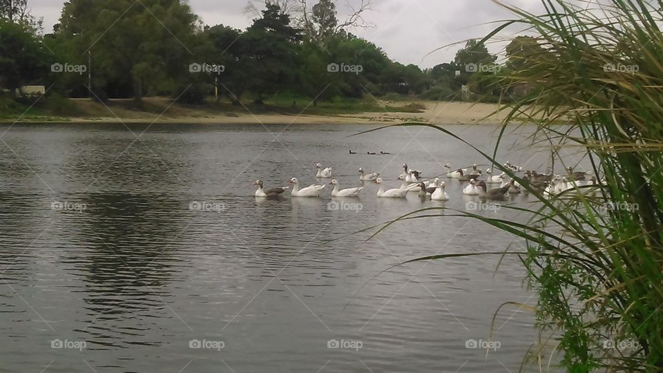 lago con  patos