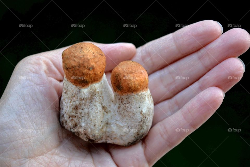 two boletus in the hand summer food