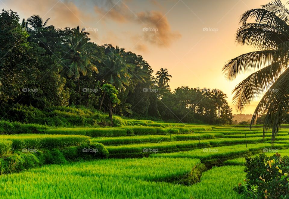 golden hours and green paddy fields in the monsoon