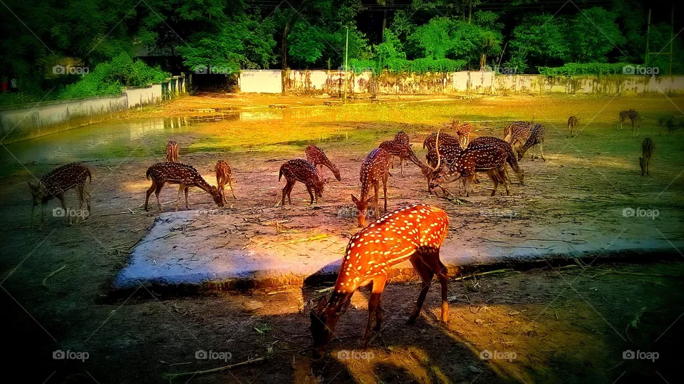 Deer
