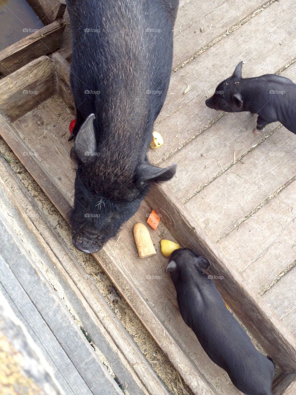 Piggery with pig mommy eating fruits 