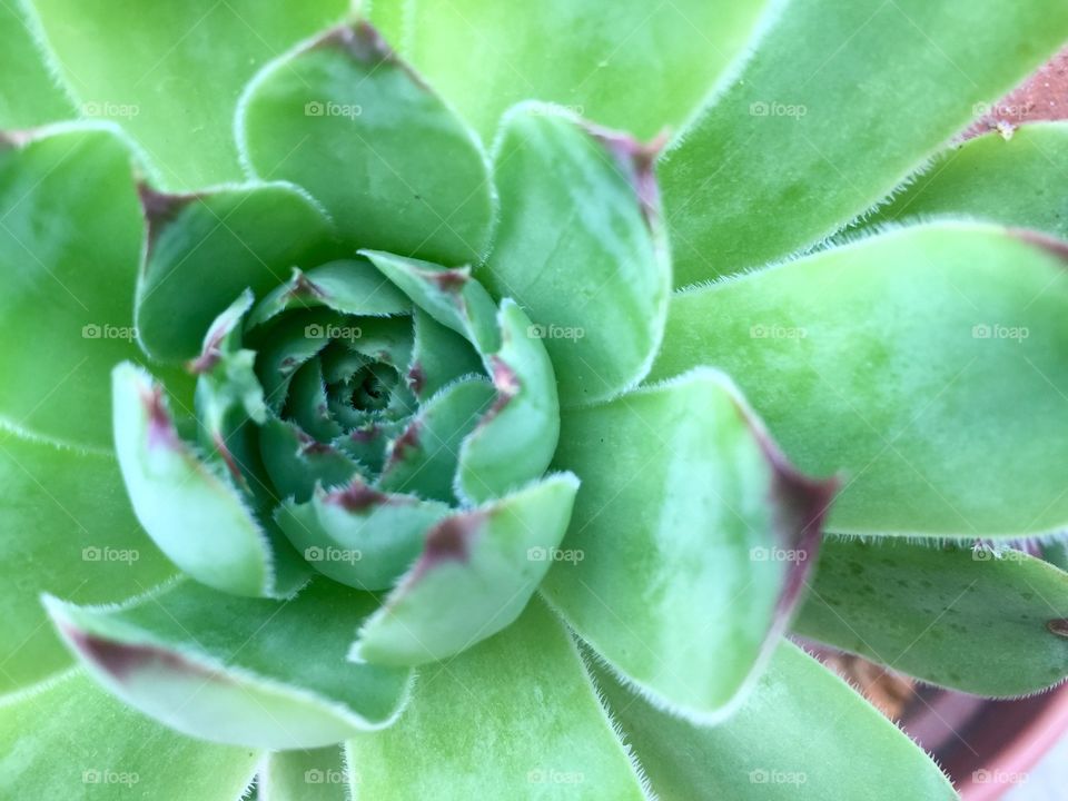 Succulent. Close up of succulent