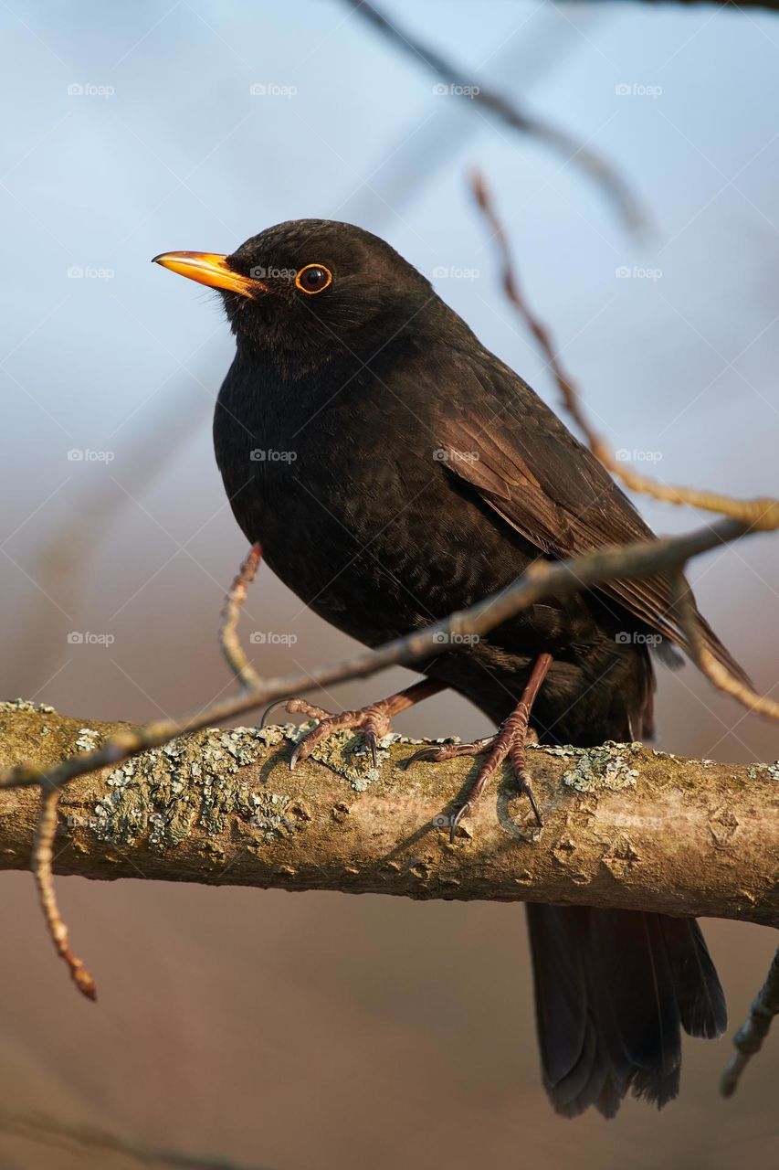 Blackbird standing on a branch in the evening light in Espoo, Finland.