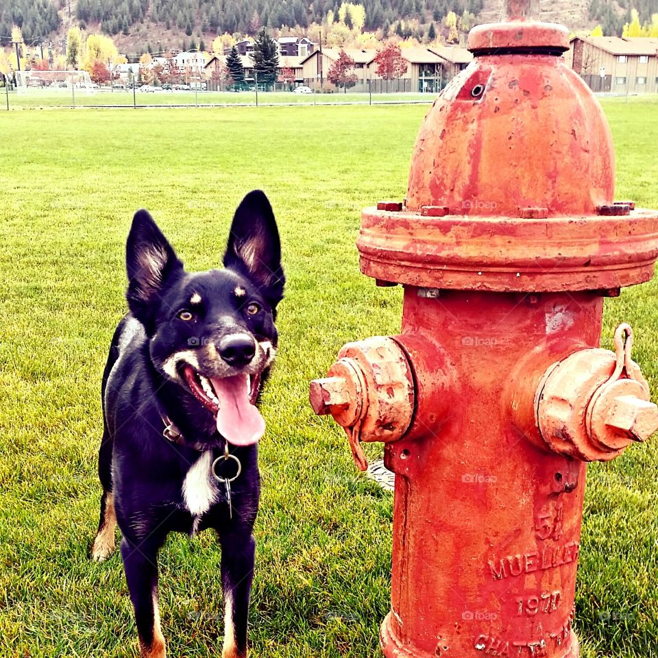 dog and his fire hydrant 