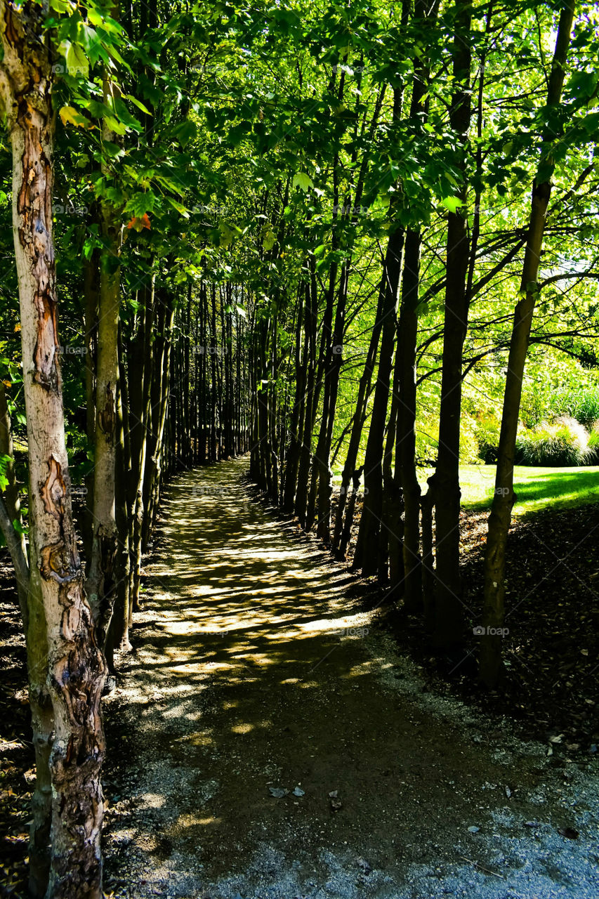 Enchanted Path Through The Forest