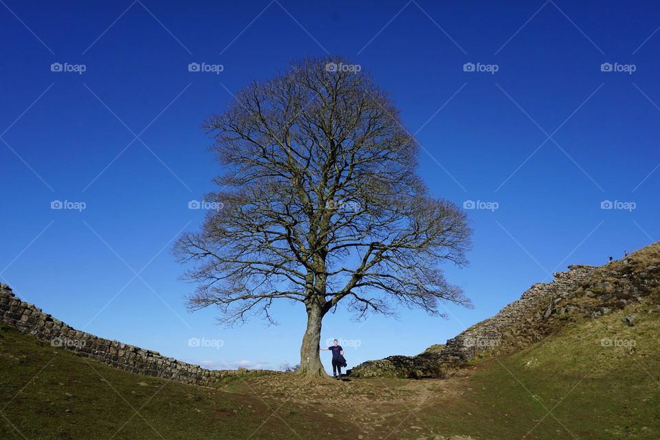 1st March 2022 … gorgeous blue sky day … Hello Spring .. shot of Robin Hood Tree … Northumberland 