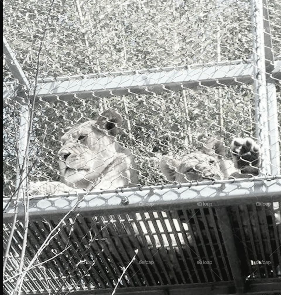 Lions at Philadelphia Zoo