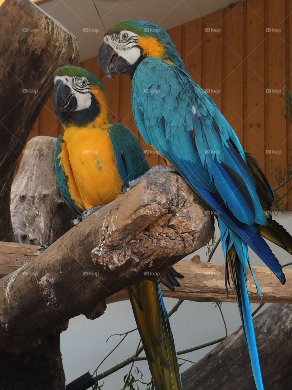 #Parrots