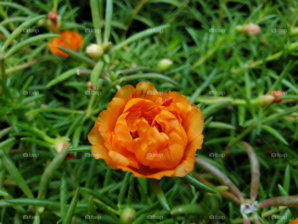 the Portulaca Grandiflora