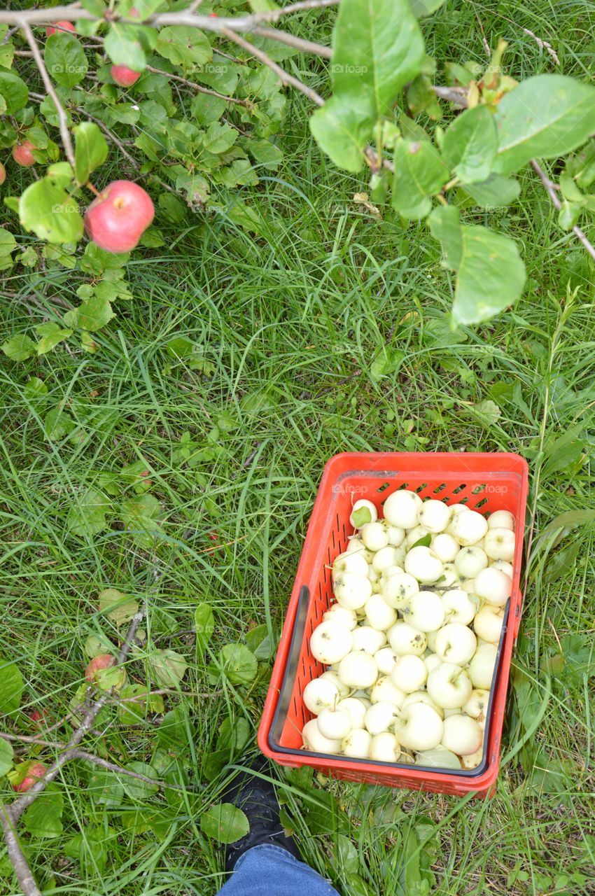 Apples in a bag