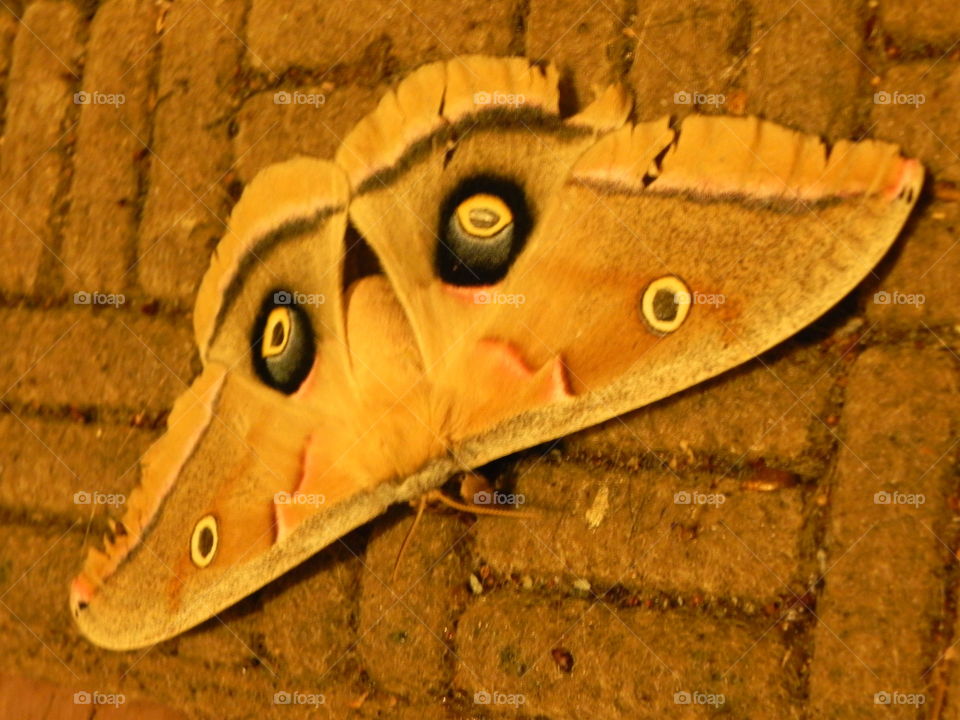 moth with unique markings, Branson,  Missouri