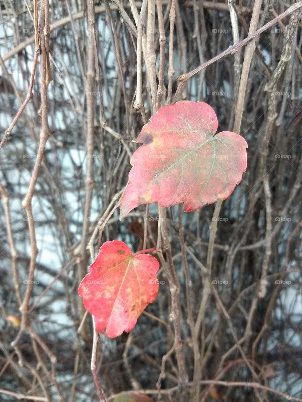 red leaves