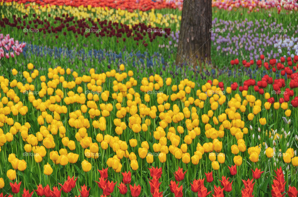 A carpet of colorful flowers