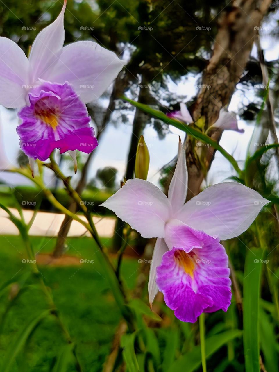 Bamboo orchid (Arundina Graminifolia).