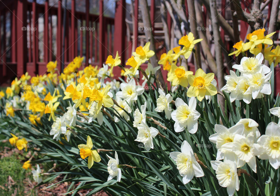 Beautiful daffodils in April in the spring time, making everyone smile as they pass by, and gives you a cozy reminder that spring is in the air! 