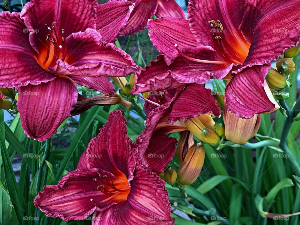 Brilliant deep red flowers in garden. 