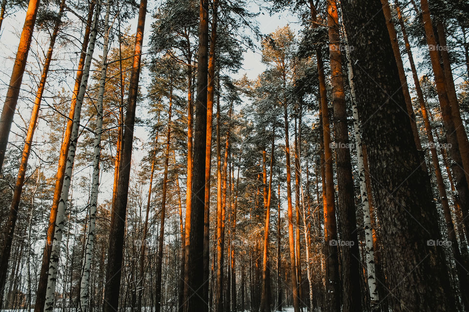 Autumn forest