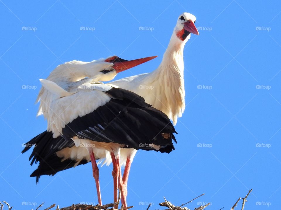 Stork couple