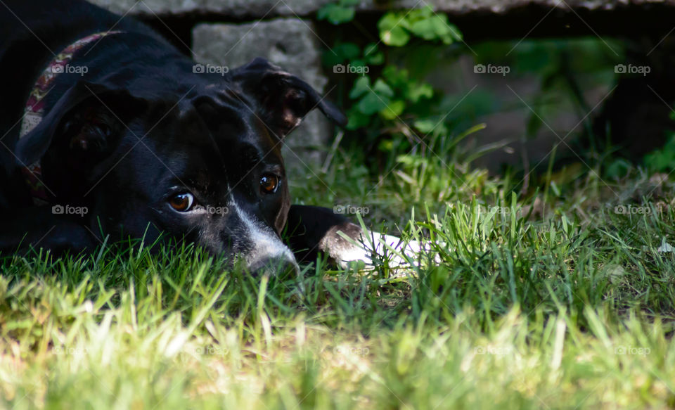 Cute black lab mixed breed "Boxador" dog laying down in shade and grass next to stone bench in summer waiting to play conceptual loyalty and family pet portrait photography