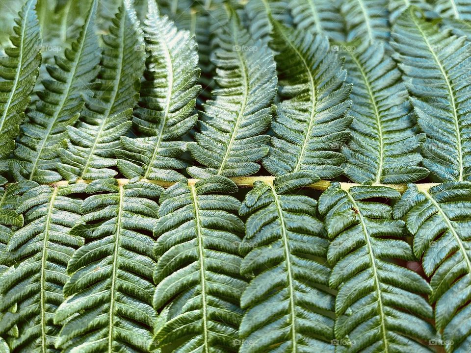 Fern