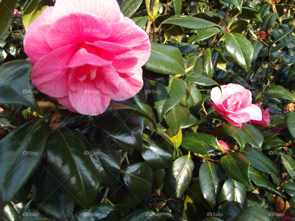 Pink Camellia Flower