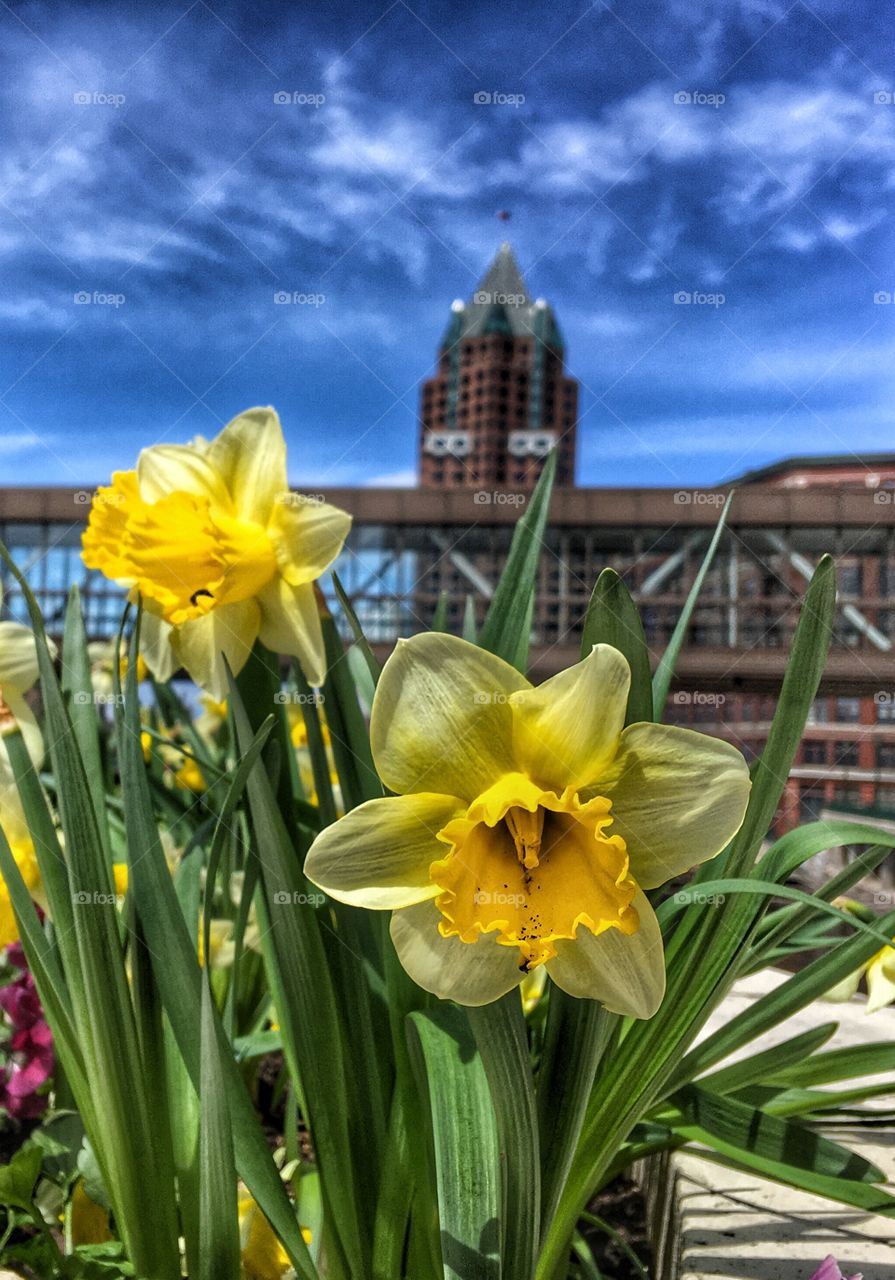 Yellow flower blooming in front of building