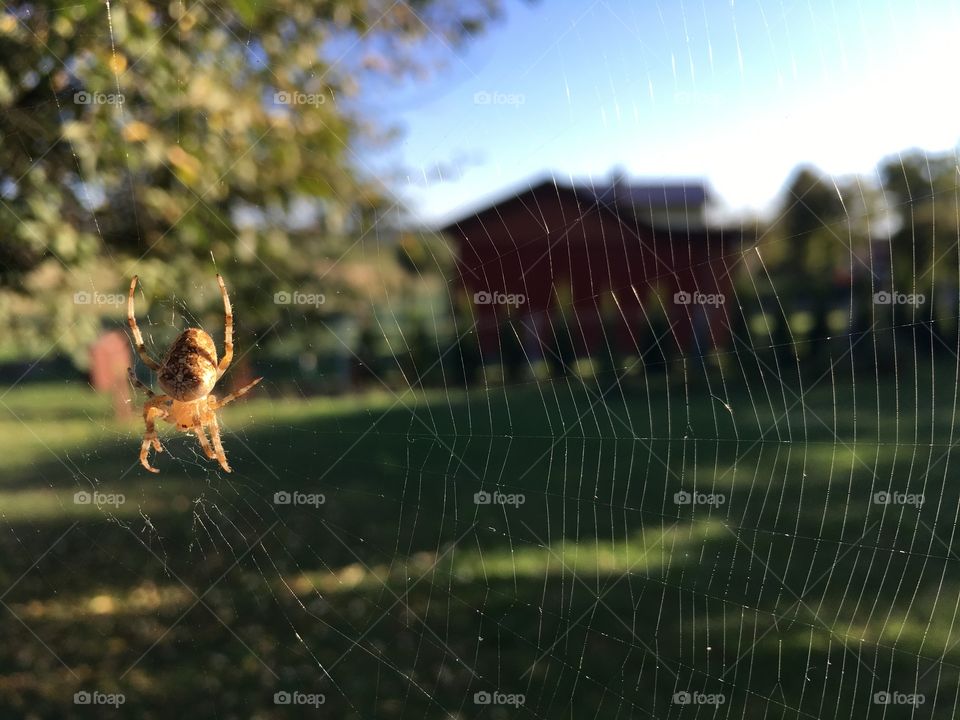 Spider on the way