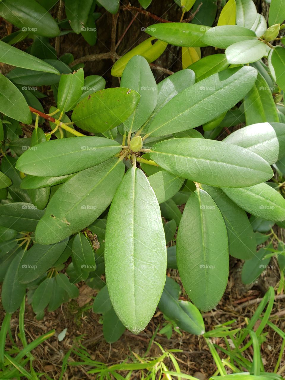 Leaves