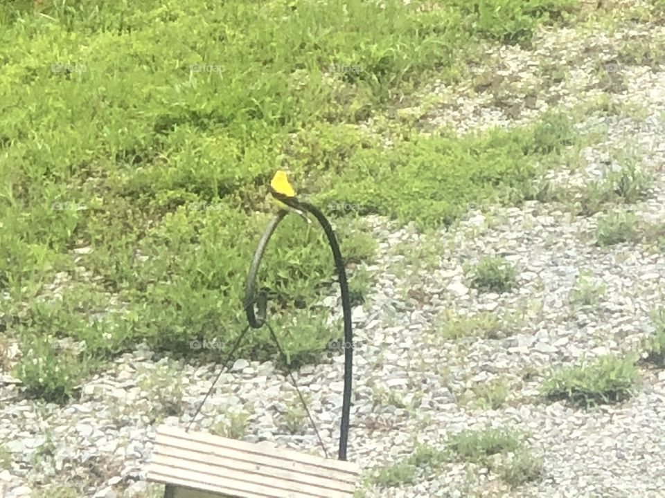 Goldfinch on our Homestead in East TN. 