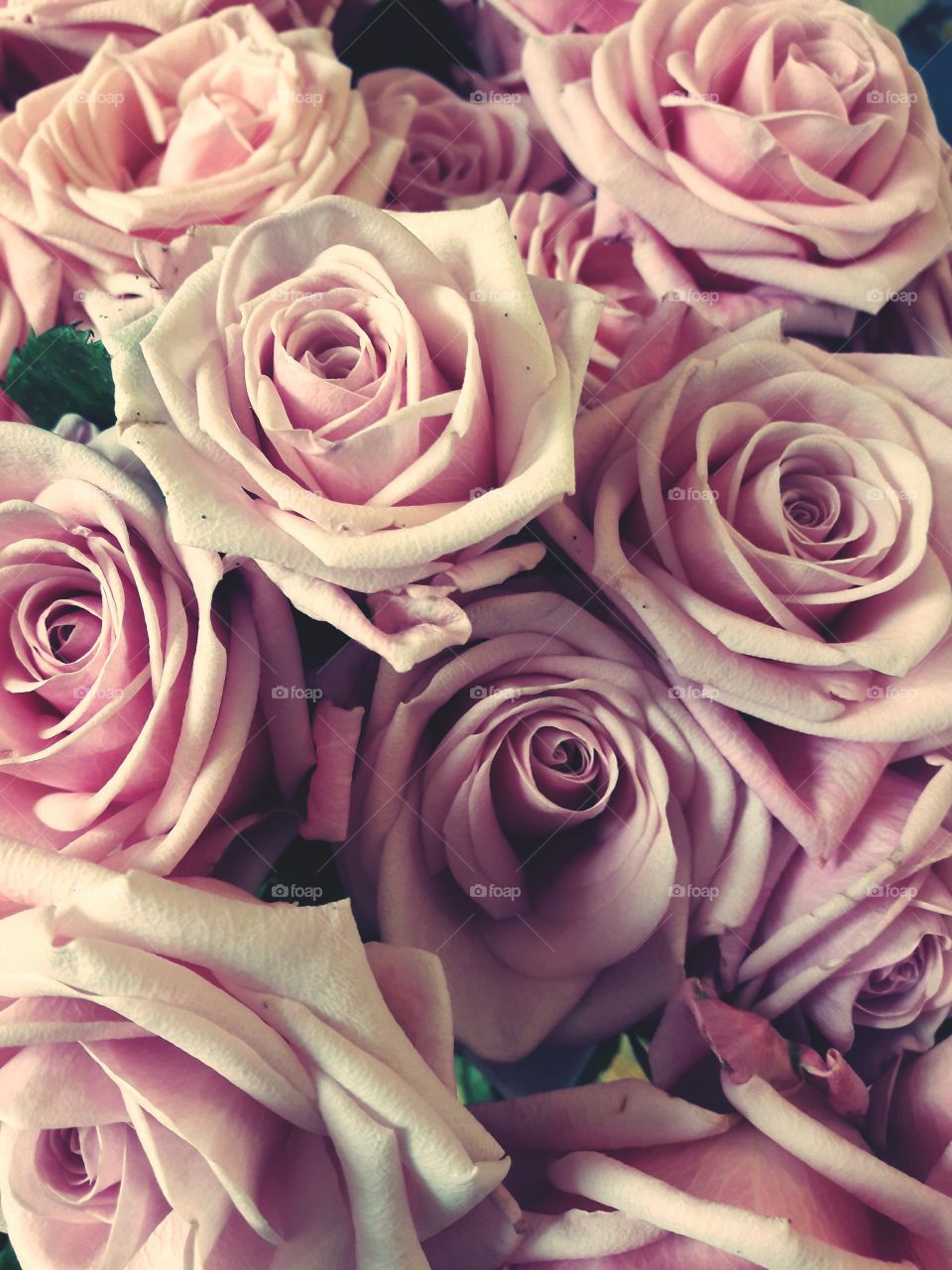 pink roses at home decor