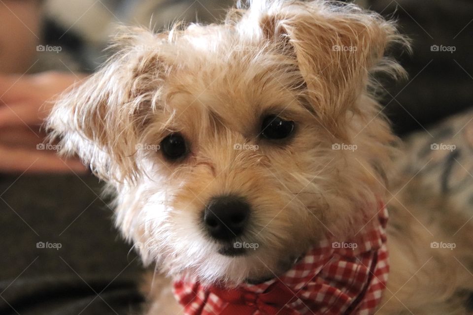 Puppy with light brown fur in natural light wearing red and white checkered scarf