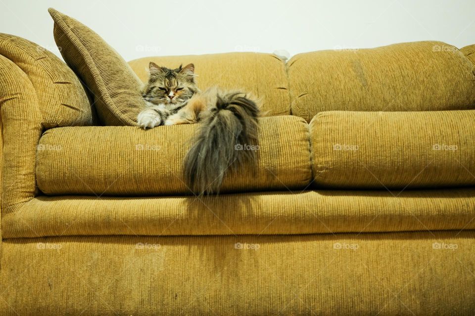 Yellow cat resting on living room sofa in the house