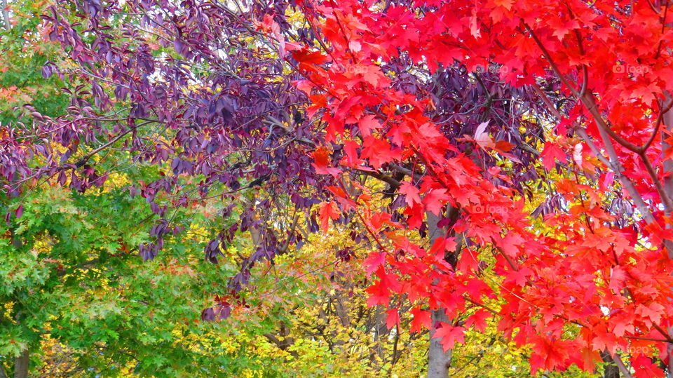 Fall Colors