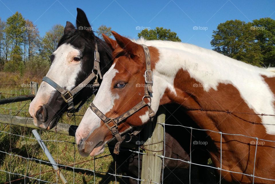 Masculine horses in the farm.