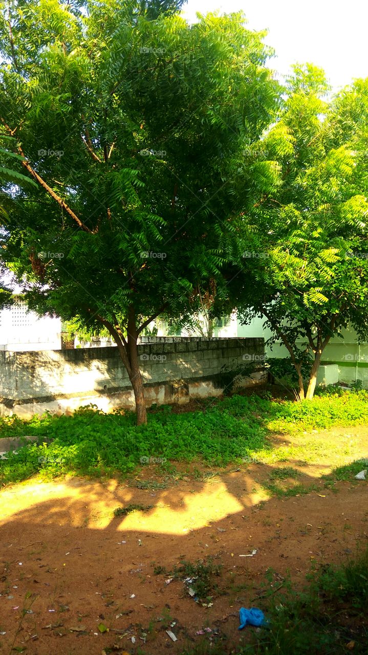 beautiful neem tree
