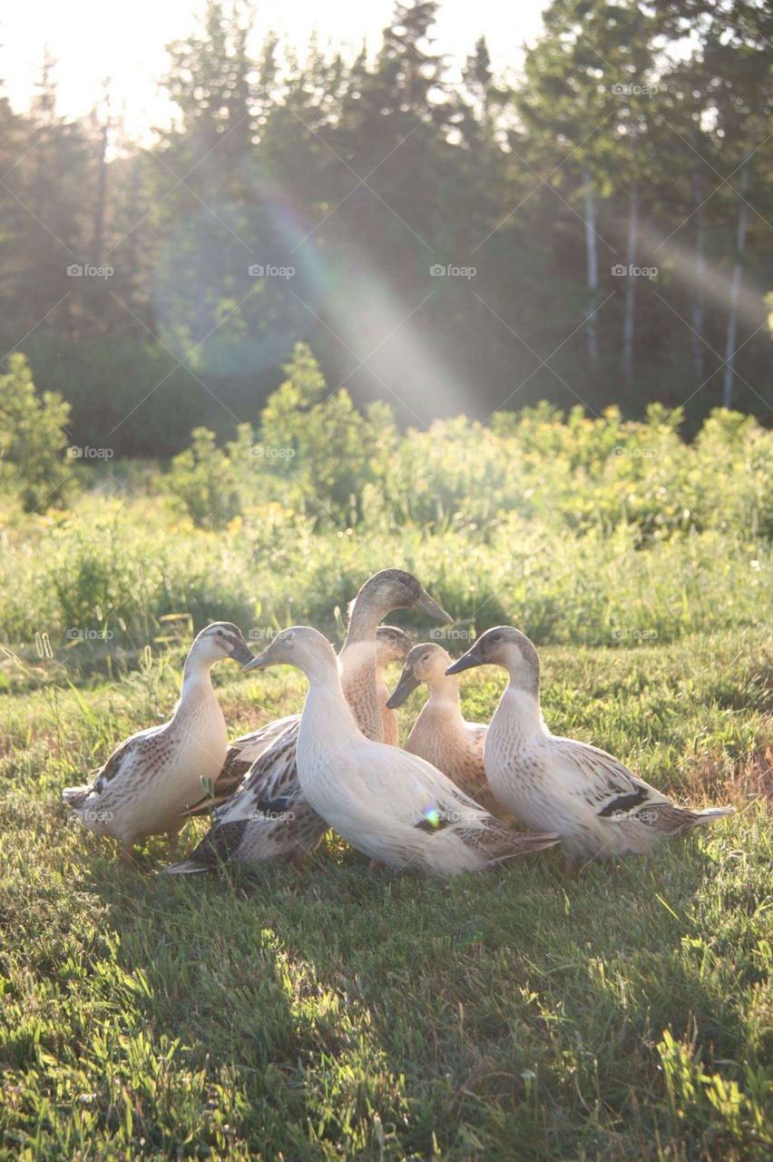 Ducklings Growing