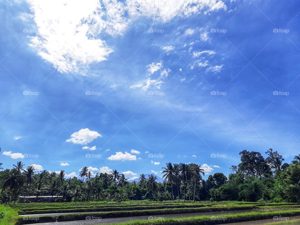 blue sky on a sunny day over the vast expanse of rice fields and coconut trees