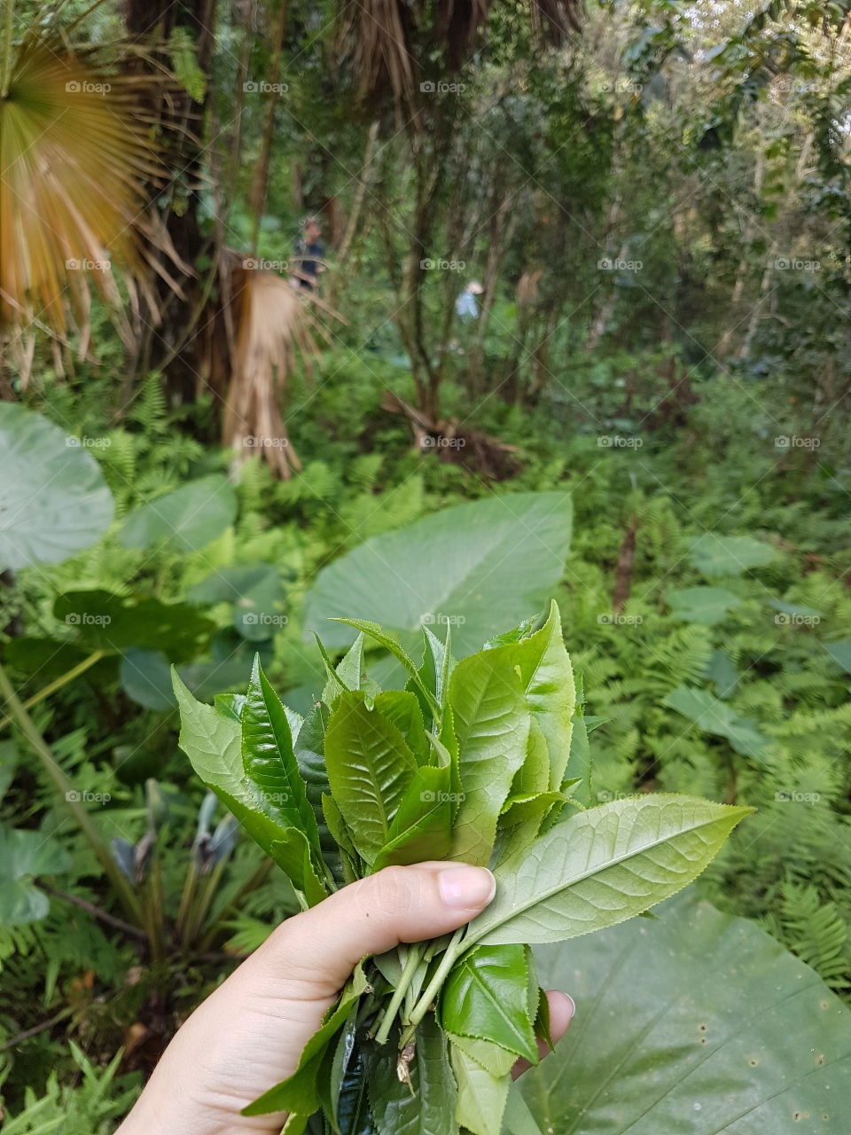 tea picking in Ha Giang