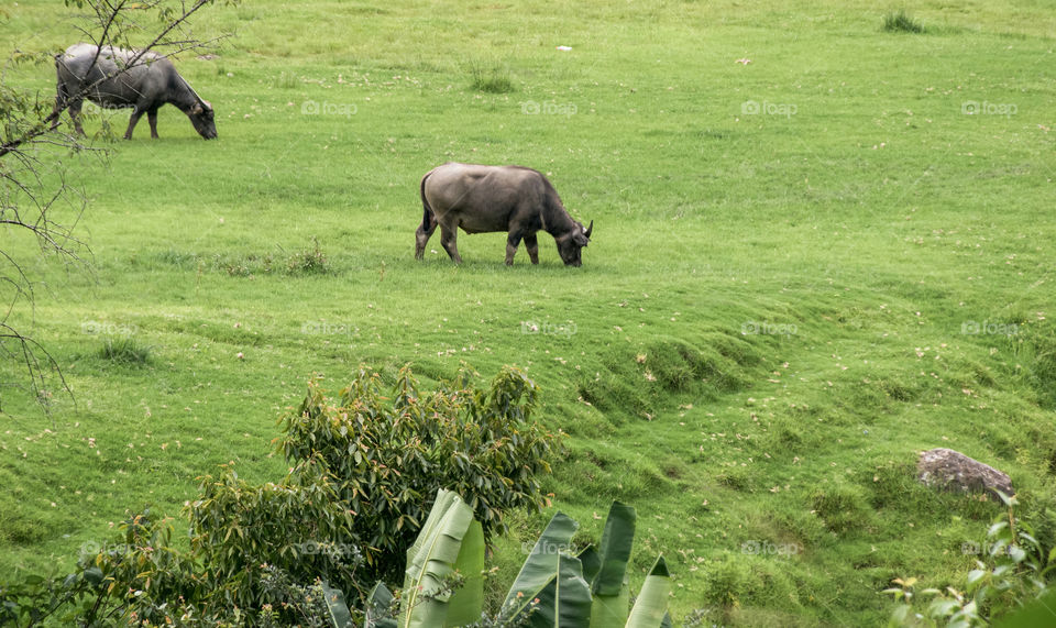 It's an extreme pleasure to be living close to nature...