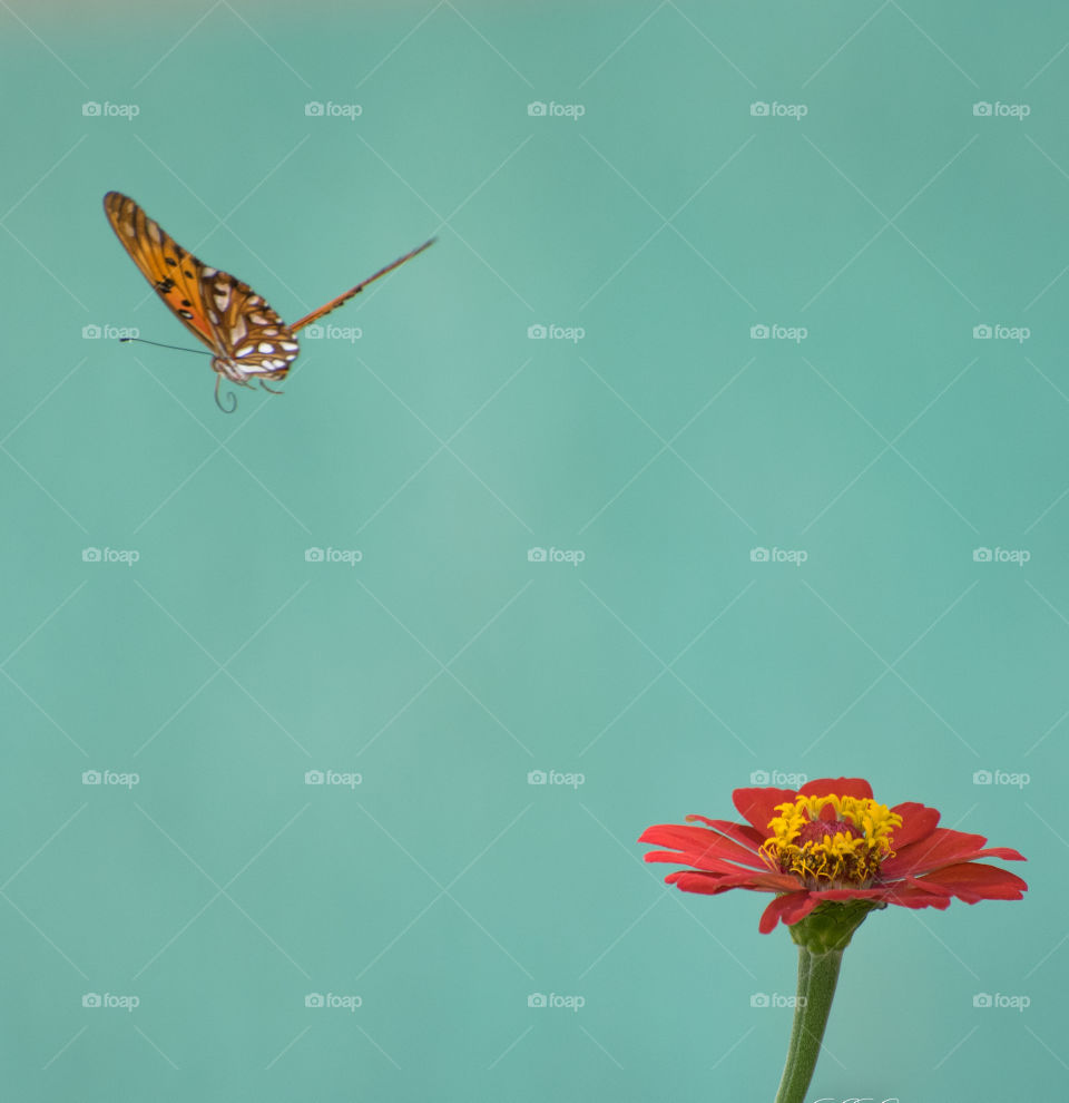 Butterfly and flower against green background