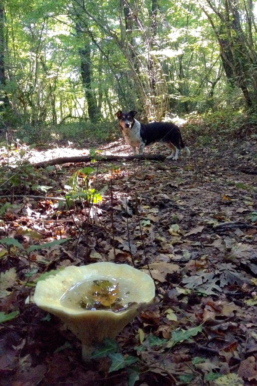 Dog and mushroom 
