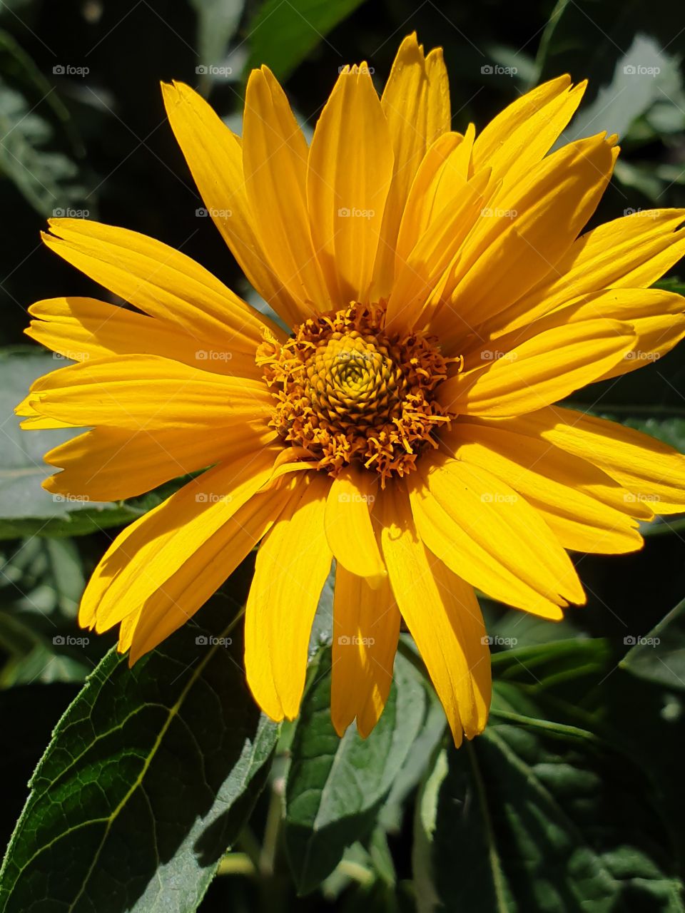 bright yellow sunflower closeup