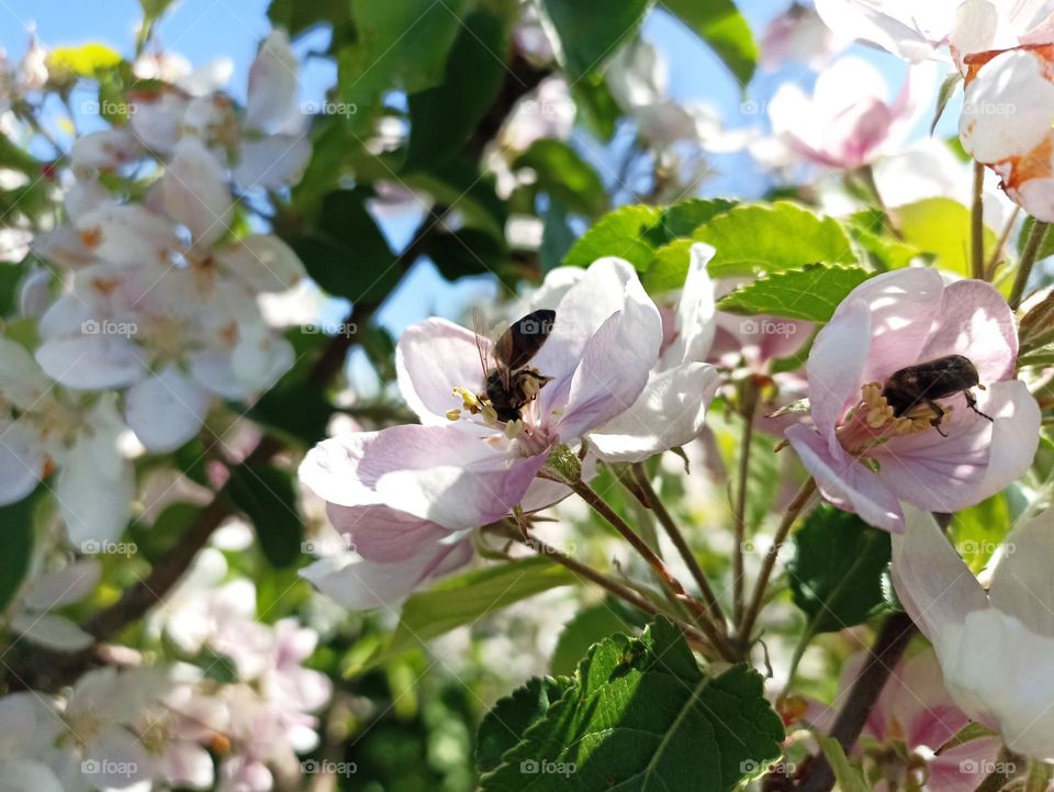 An apple is an edible fruit produced by an apple tree (Malus domestica). Blossom