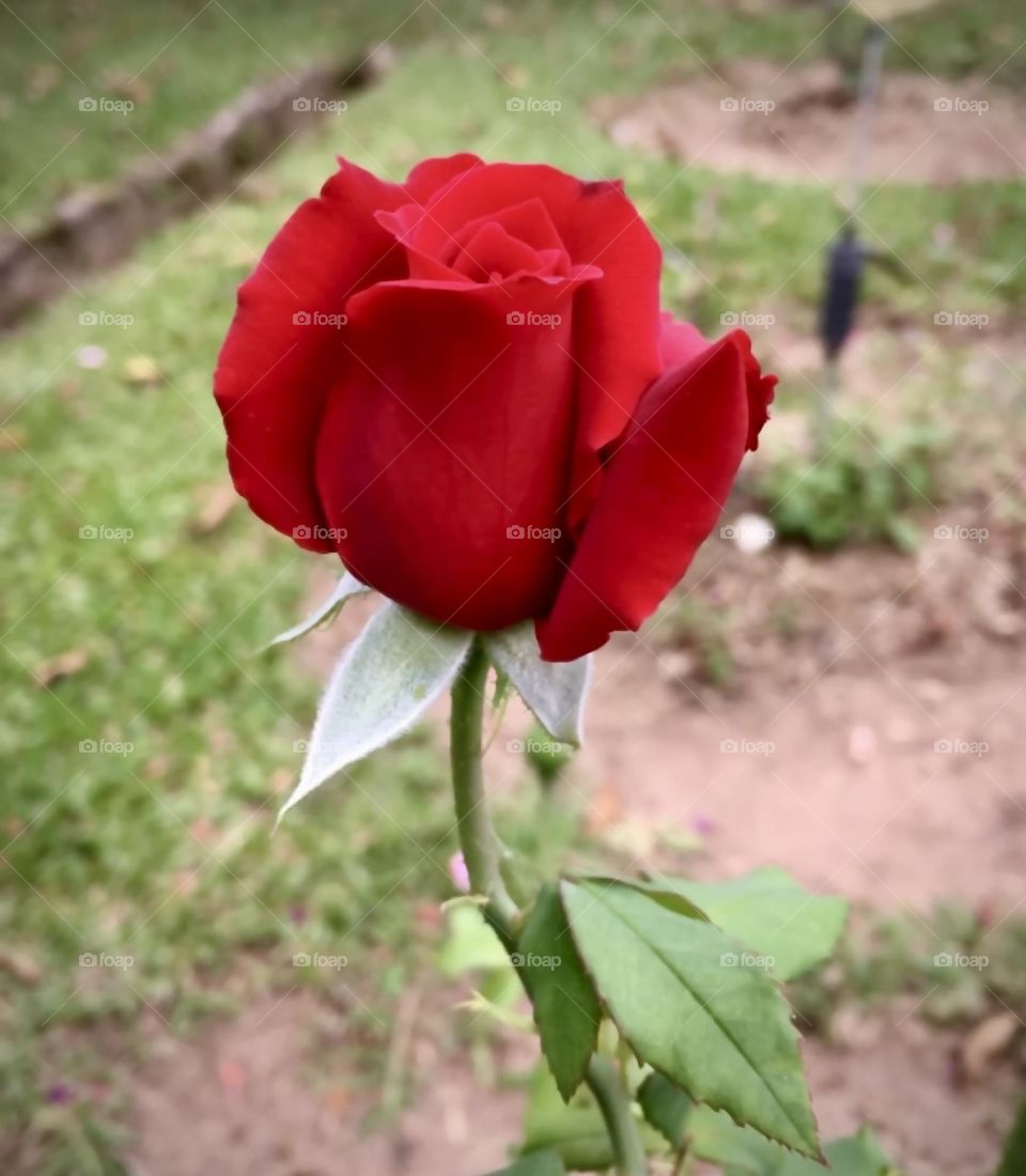 🌹 🇺🇸 Very beautiful flowers to brighten our day.  Live nature and its beauty. Did you like the delicate petals? / 🇧🇷 Flores muito bonitas para alegrar nosso dia. Viva a natureza e sua beleza. Gostaram das pétalas delicadas? 