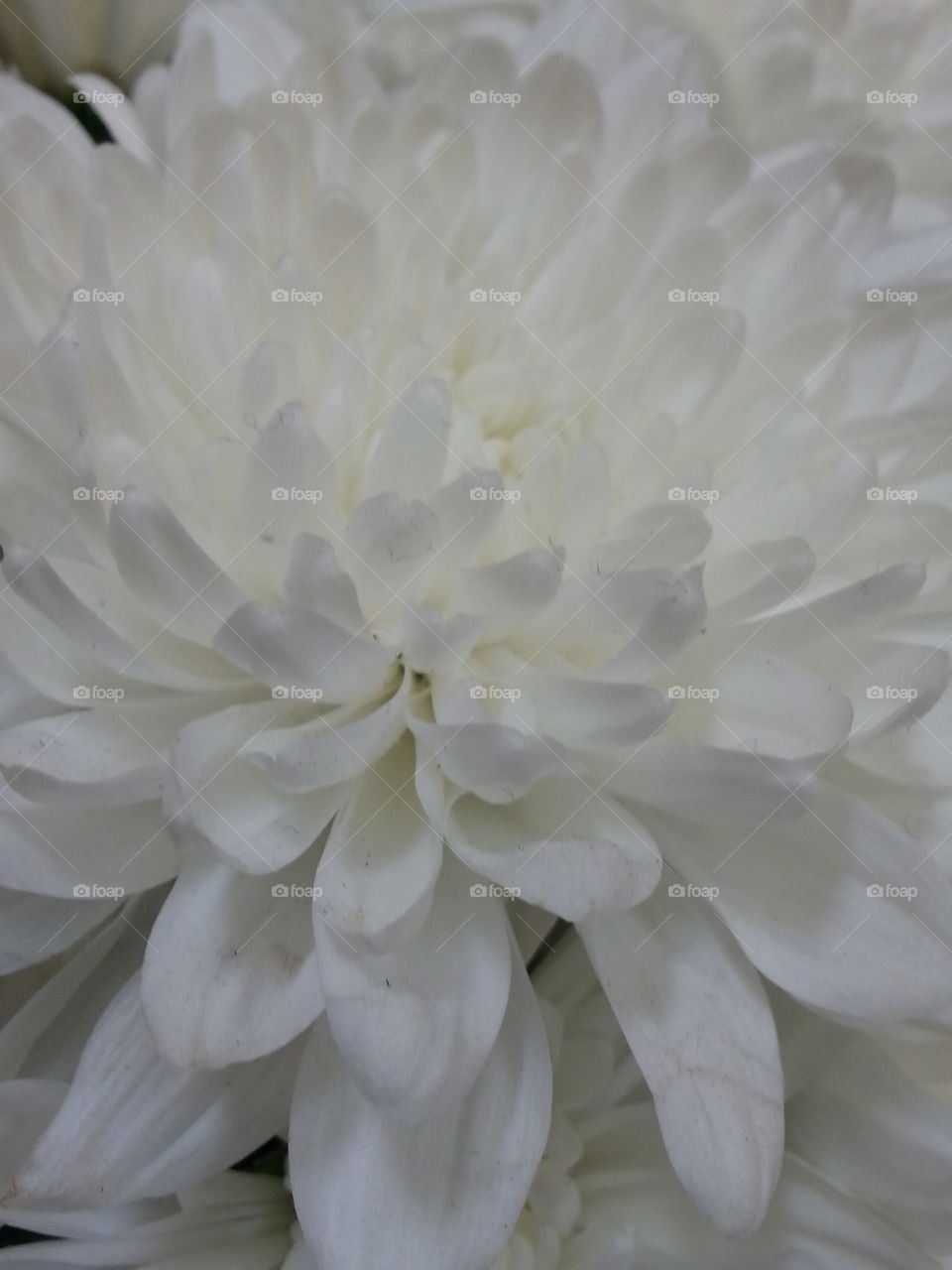 carnation. flower