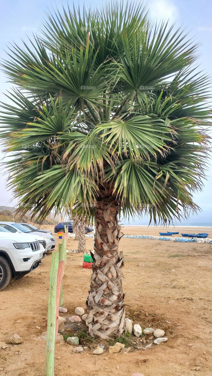 picture of palm