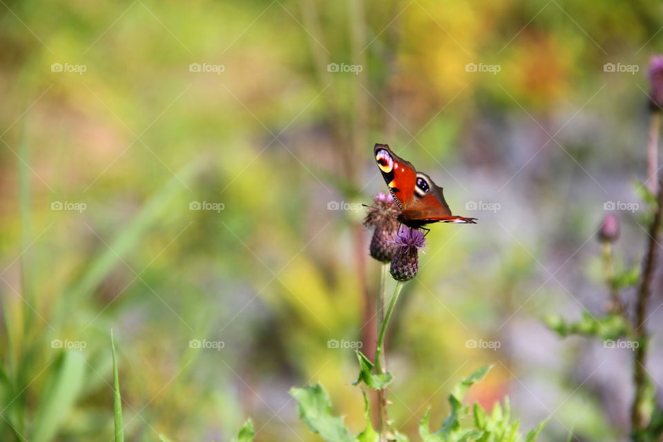 butterfly ready for takeoff