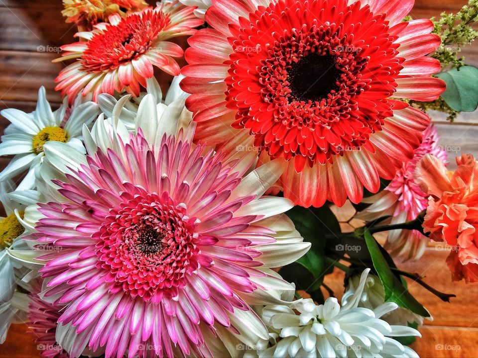 Colorful pink and red sunflowers