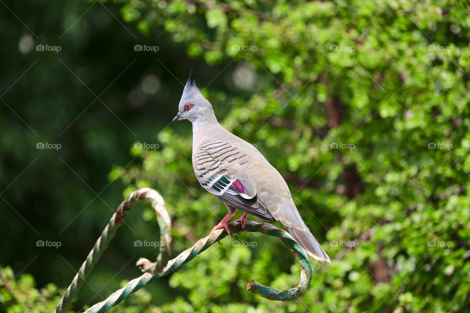 Topknot crested pigeon on outdoor backyard perch against jade tree background selective focus 