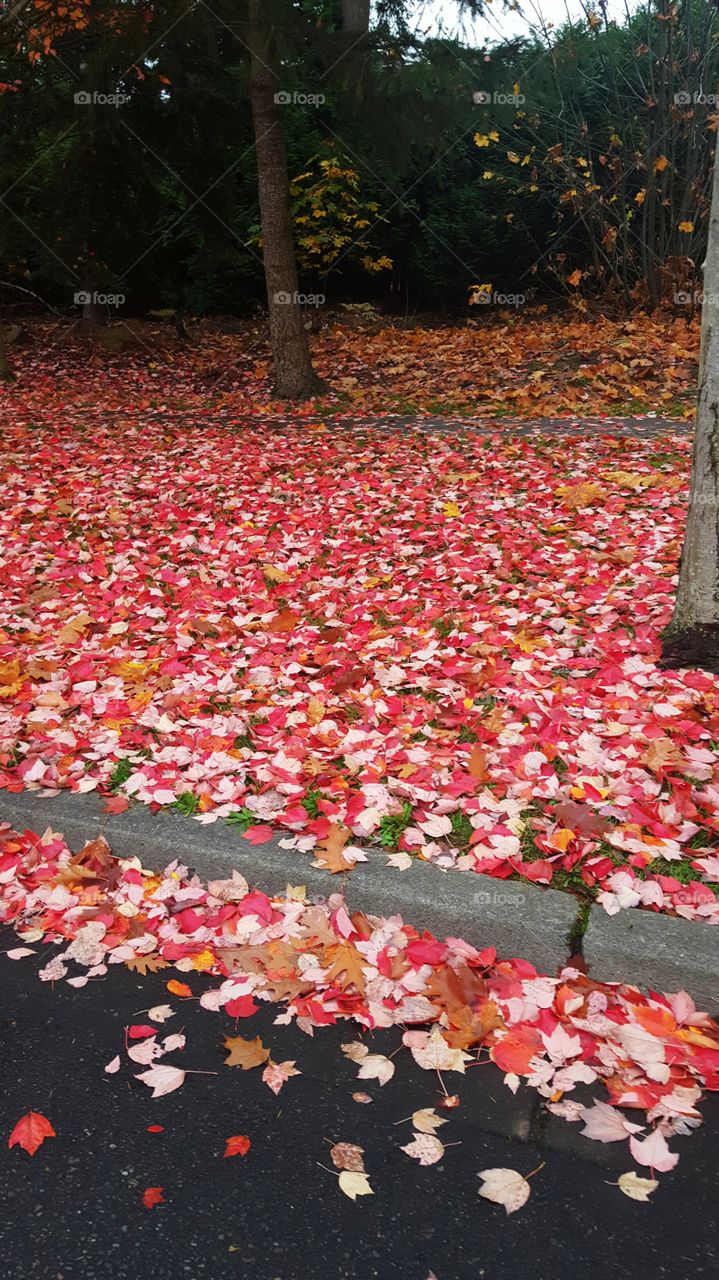 Fall in Washington